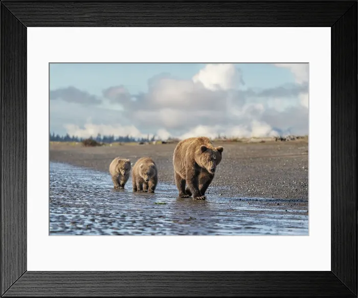 Framed Print : USA, Alaska, Lake Clark National Park. Grizzly bear sow with two cubs walk on beach Framed Print : USA, Alaska, Lake Clark National Park. Grizzly bear sow with two cubs walk on beach