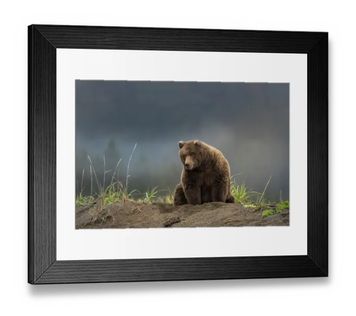Framed Print : USA, Alaska, Lake Clark National Park. Grizzly bear resting on Cook Inlet beach Framed Print : USA, Alaska, Lake Clark National Park. Grizzly bear resting on Cook Inlet beach