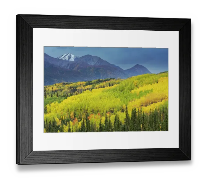 Framed Print : USA, Alaska, Chugach National Forest. Mountain and aspens in autumn Framed Print : USA, Alaska, Chugach National Forest. Mountain and aspens in autumn
