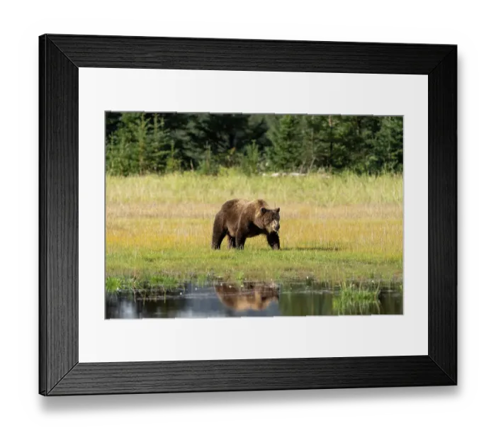 Framed Print : USA, Alaska, Lake Clark National Park. Grizzly bear sow crossing meadow Framed Print : USA, Alaska, Lake Clark National Park. Grizzly bear sow crossing meadow