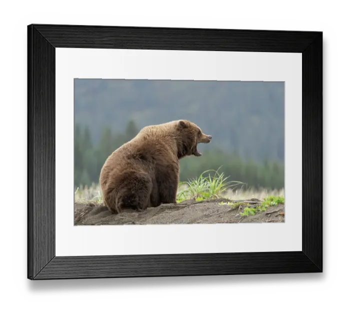 Framed Print : USA, Alaska, Lake Clark National Park. Yawning grizzly bear on Cook Inlet beach Framed Print : USA, Alaska, Lake Clark National Park. Yawning grizzly bear on Cook Inlet beach