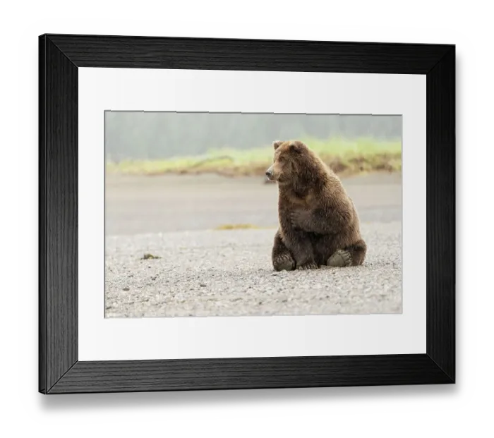Framed Print : USA, Alaska, Lake Clark National Park. Grizzly bear resting on Cook Inlet beach Framed Print : USA, Alaska, Lake Clark National Park. Grizzly bear resting on Cook Inlet beach