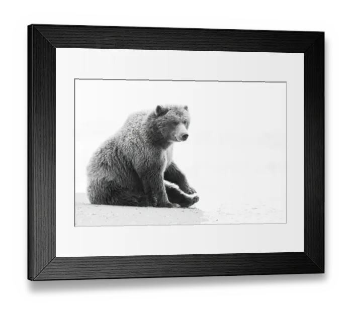 Framed Print : USA, Alaska, Lake Clark National Park. Resting grizzly bear on beach Framed Print : USA, Alaska, Lake Clark National Park. Resting grizzly bear on beach