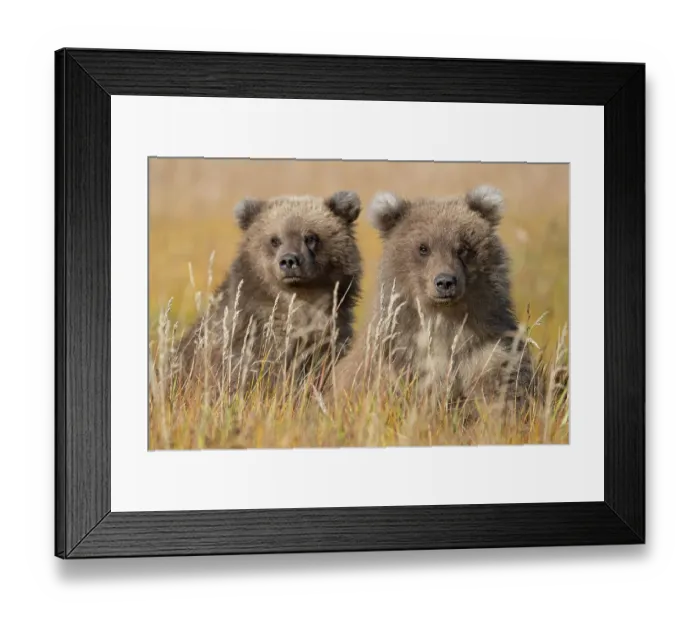 Framed Print : USA, Alaska, Lake Clark National Park. Grizzly bear cubs close-up in grassy meadow Framed Print : USA, Alaska, Lake Clark National Park. Grizzly bear cubs close-up in grassy meadow