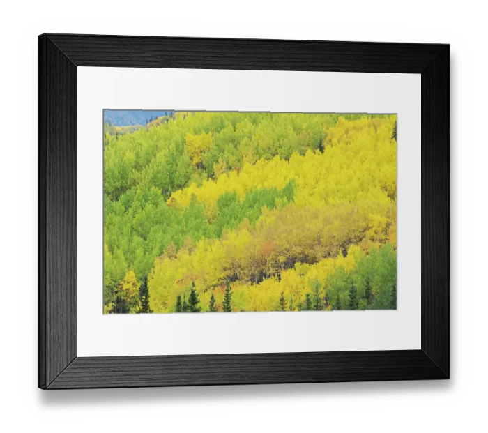 Framed Print : USA, Alaska, Chugach National Forest. Aspens in autumn Framed Print : USA, Alaska, Chugach National Forest. Aspens in autumn