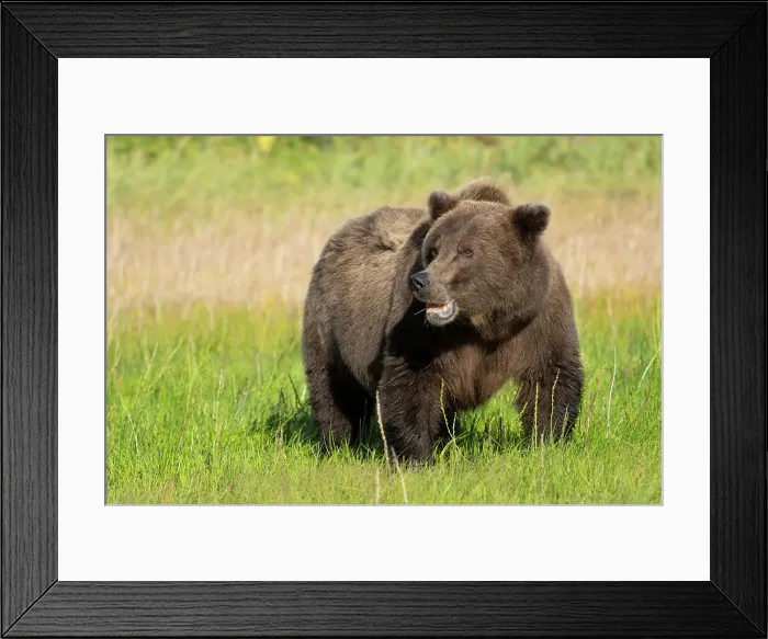 Framed Print : USA, Alaska, Lake Clark National Park. Grizzly bear sow eating grass in meadow