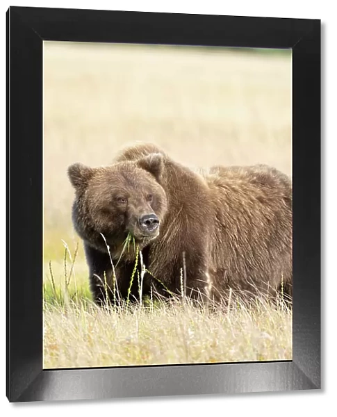 USA, Alaska, Lake Clark National Park. Grizzly bear close-up in meadow