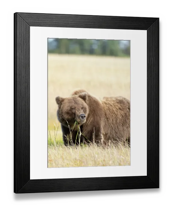 Framed Print : USA, Alaska, Lake Clark National Park. Grizzly bear close-up in meadow Framed Print : USA, Alaska, Lake Clark National Park. Grizzly bear close-up in meadow