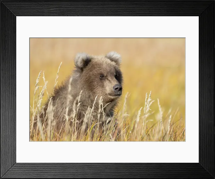 Framed Print : USA, Alaska, Lake Clark National Park. Grizzly bear cub close-up in grassy meadow