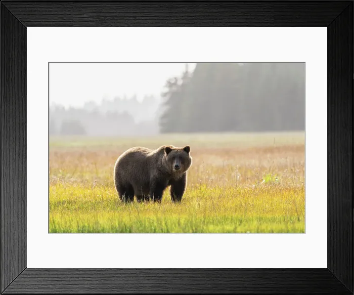 Framed Print : USA, Alaska, Lake Clark National Park. Grizzly bear male in meadow