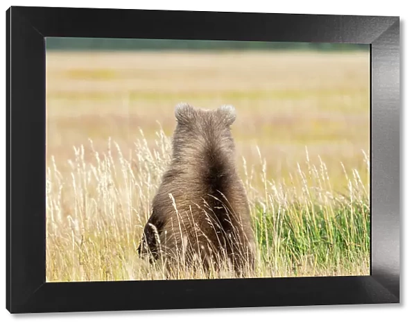 USA, Alaska, Lake Clark National Park. Grizzly bear cub's back in grassy meadow