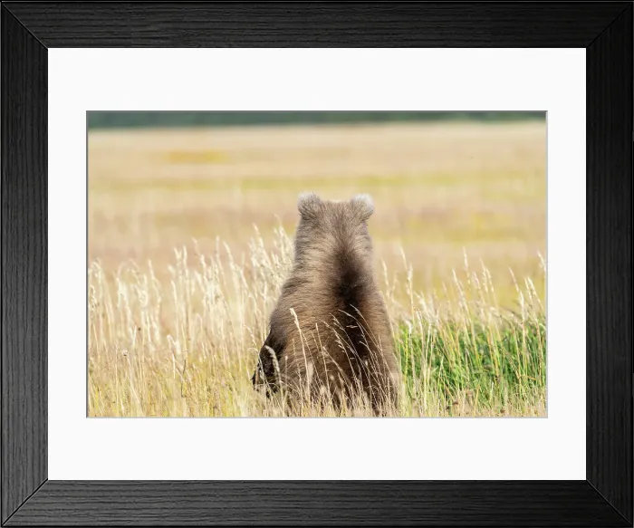 Framed Print : USA, Alaska, Lake Clark National Park. Grizzly bear cub's back in grassy meadow