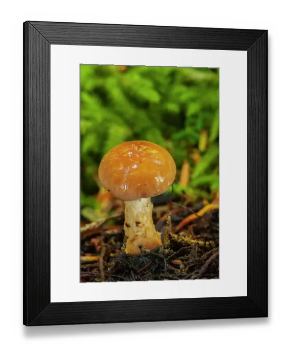 Framed Print : USA, Alaska, Tongass National Forest. Close-up of mushroom Framed Print : USA, Alaska, Tongass National Forest. Close-up of mushroom