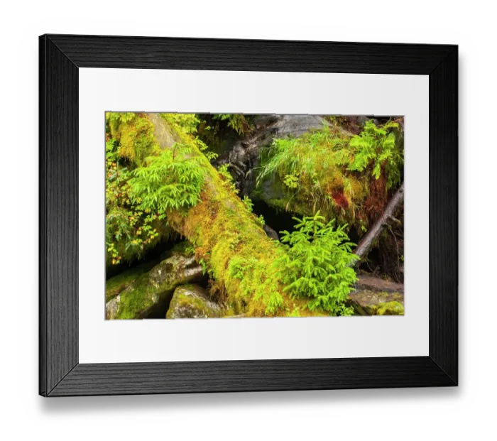 Framed Print : USA, Alaska, Tongass National Forest. Mossy log and rocks scenic Framed Print : USA, Alaska, Tongass National Forest. Mossy log and rocks scenic