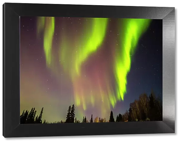USA, Alaska, Fairbanks. Aurora borealis and tree silhouettes