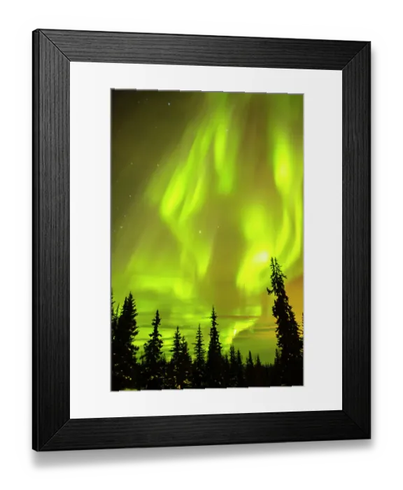 Framed Print : USA, Alaska, Fairbanks. Aurora borealis and tree silhouettes Framed Print : USA, Alaska, Fairbanks. Aurora borealis and tree silhouettes