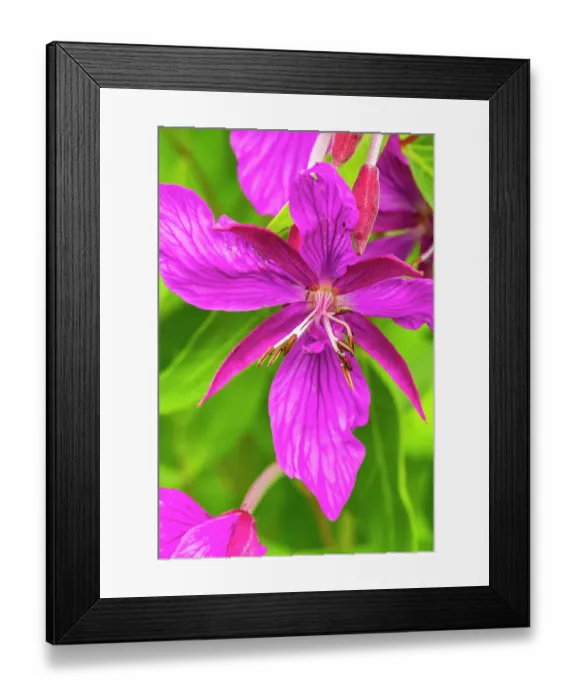 Framed Print : USA, Alaska, Glacier Bay National Park. Close-up of pink wildflower