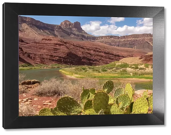 USA, Arizona, Grand Canyon National Park. Landscape with cacti and Colorado River