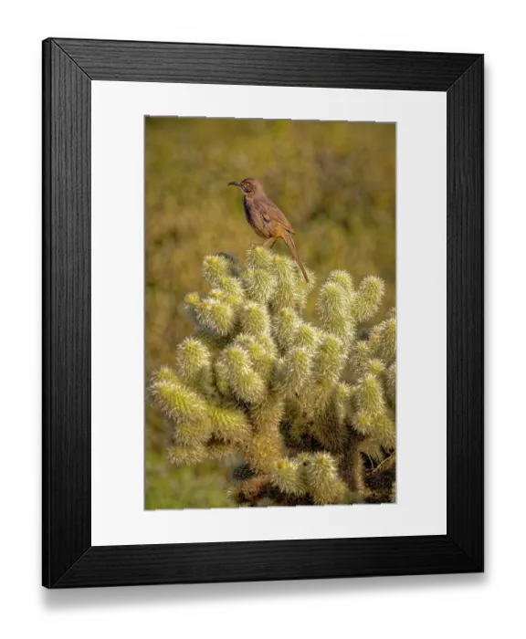 Framed Print : USA, Arizona, Cottonwood, Fort McDowell State Park. Curve-billed thrasher on cactus Framed Print : USA, Arizona, Cottonwood, Fort McDowell State Park. Curve-billed thrasher on cactus