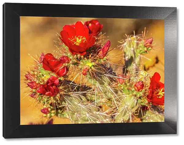USA, Arizona, Saguaro National Park. Close-up of cholla cactus flowers