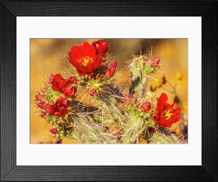 Framed Print : USA, Arizona, Saguaro National Park. Close-up of cholla cactus flowers Framed Print : USA, Arizona, Saguaro National Park. Close-up of cholla cactus flowers