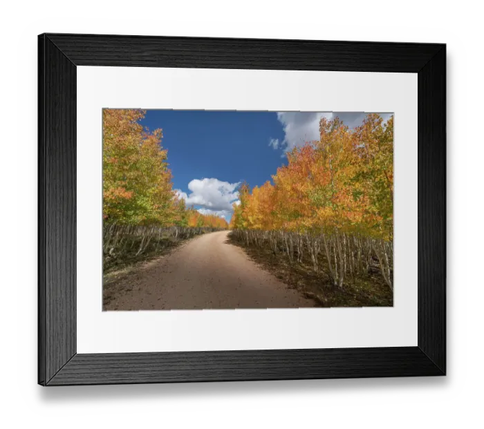 Framed Print : USA, Arizona, Grand Canyon National Park. Autumn aspens line road on North Rim Framed Print : USA, Arizona, Grand Canyon National Park. Autumn aspens line road on North Rim