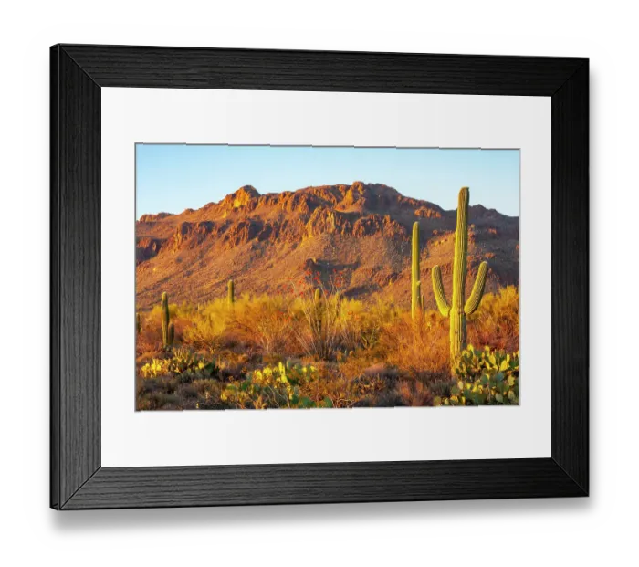 Framed Print : USA, Arizona, Sonoran Desert. Tucson Mountains and saguaro cactus