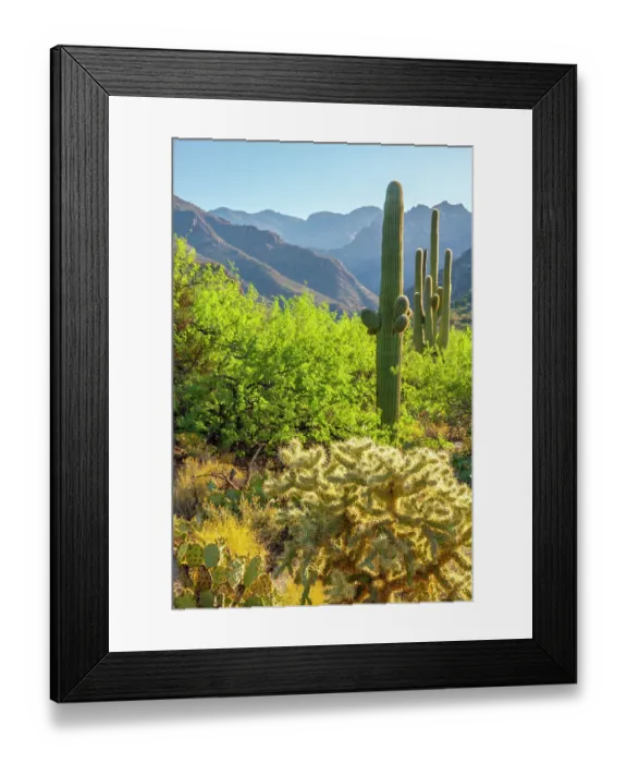 Framed Print : USA, Arizona, Sabino Canyon. Desert landscape with saguaro and cholla cactus Framed Print : USA, Arizona, Sabino Canyon. Desert landscape with saguaro and cholla cactus