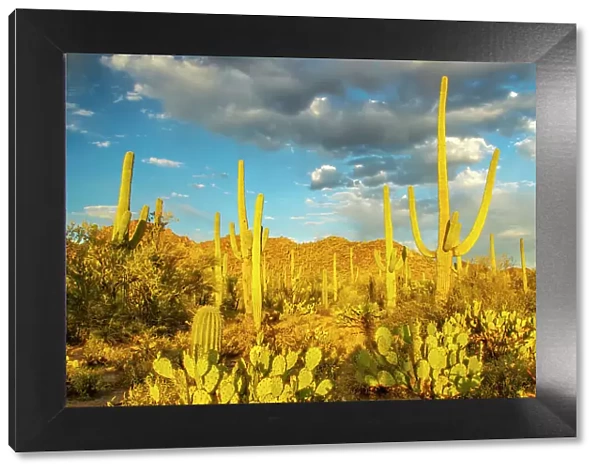 USA, Arizona, Tucson Mountain Park. Sonoran desert landscape