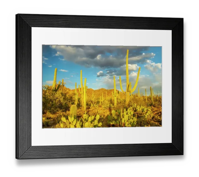 Framed Print : USA, Arizona, Tucson Mountain Park. Sonoran desert landscape Framed Print : USA, Arizona, Tucson Mountain Park. Sonoran desert landscape
