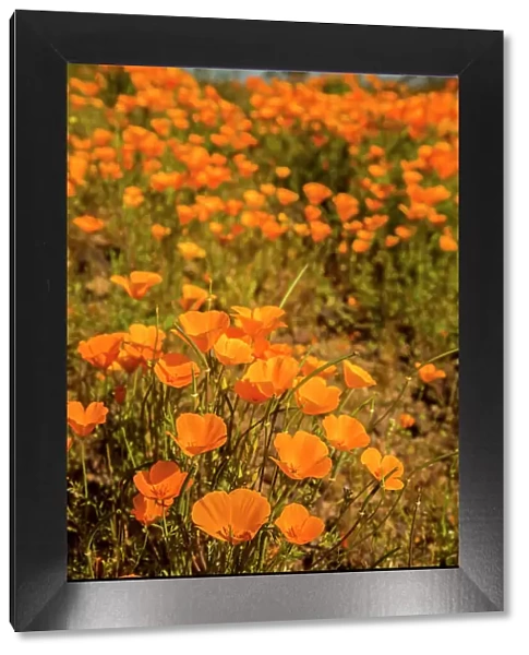 USA, Arizona, Peridot Mesa. Close-up of poppies in bloom