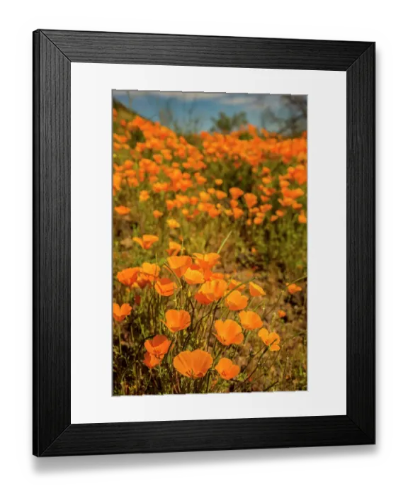 Framed Print : USA, Arizona, Peridot Mesa. Close-up of poppies in bloom Framed Print : USA, Arizona, Peridot Mesa. Close-up of poppies in bloom