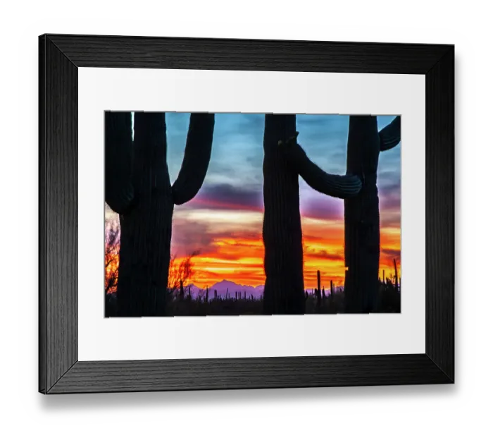 Framed Print : USA, Arizona, Saguaro National Park. Saguaro cacti silhouettes at sunset Framed Print : USA, Arizona, Saguaro National Park. Saguaro cacti silhouettes at sunset