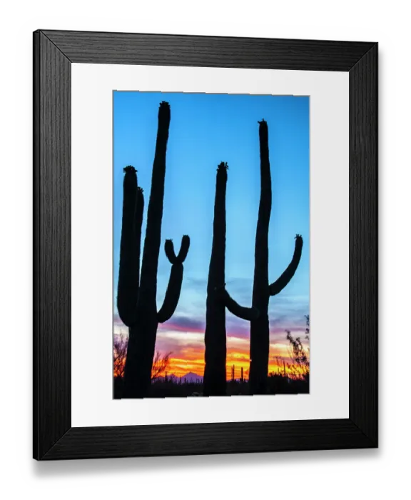 Framed Print : USA, Arizona, Saguaro National Park. Saguaro cacti silhouettes at sunset Framed Print : USA, Arizona, Saguaro National Park. Saguaro cacti silhouettes at sunset