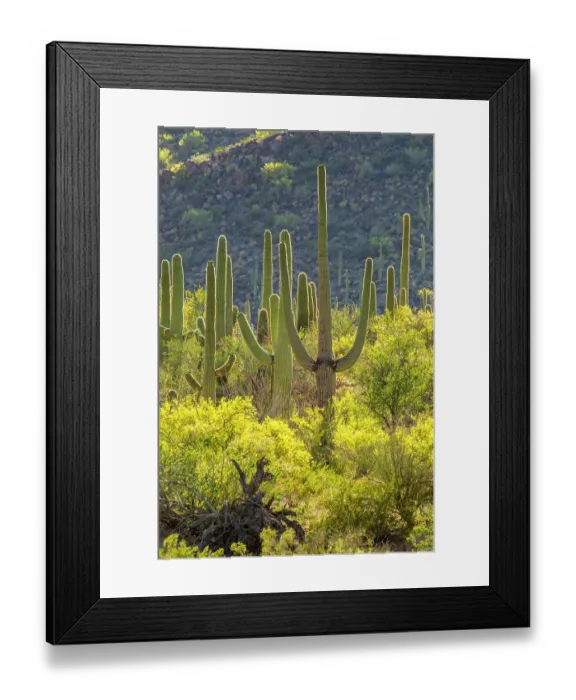 Framed Print : USA, Arizona, Saguaro National Park. Sonoran Desert landscape Framed Print : USA, Arizona, Saguaro National Park. Sonoran Desert landscape