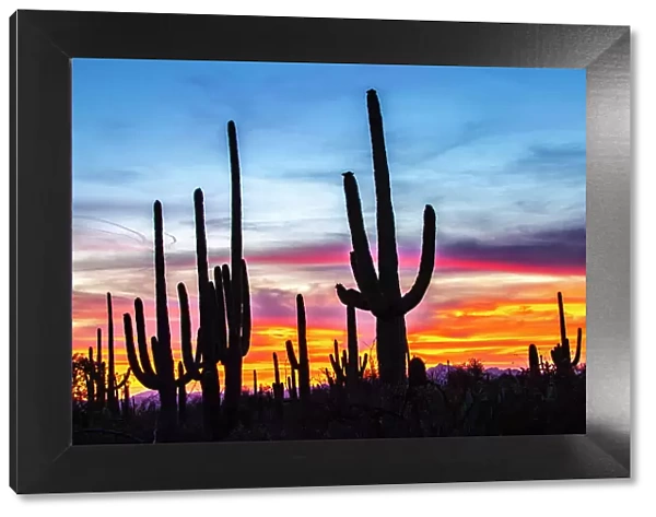USA, Arizona, Saguaro National Park. Saguaro cacti silhouettes at sunset