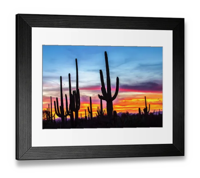 Framed Print : USA, Arizona, Saguaro National Park. Saguaro cacti silhouettes at sunset