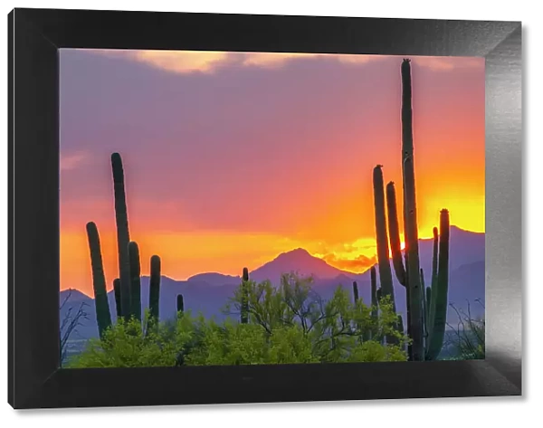 USA, Arizona, Saguaro National Park. Sonoran Desert and mountains at sunset