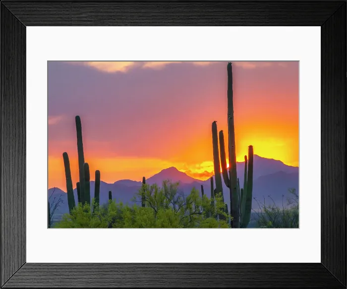 Framed Print : USA, Arizona, Saguaro National Park. Sonoran Desert and mountains at sunset Framed Print : USA, Arizona, Saguaro National Park. Sonoran Desert and mountains at sunset