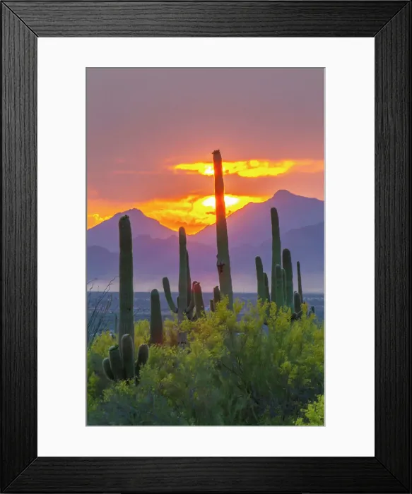 Framed Print : USA, Arizona, Saguaro National Park. Sonoran Desert and mountains at sunset Framed Print : USA, Arizona, Saguaro National Park. Sonoran Desert and mountains at sunset