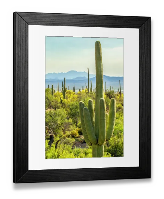 Framed Print : USA, Arizona, Saguaro National Park. Sonoran Desert landscape