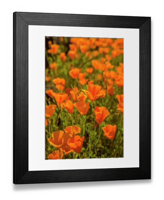Framed Print : USA, Arizona, Peridot Mesa. Close-up of poppies in bloom Framed Print : USA, Arizona, Peridot Mesa. Close-up of poppies in bloom