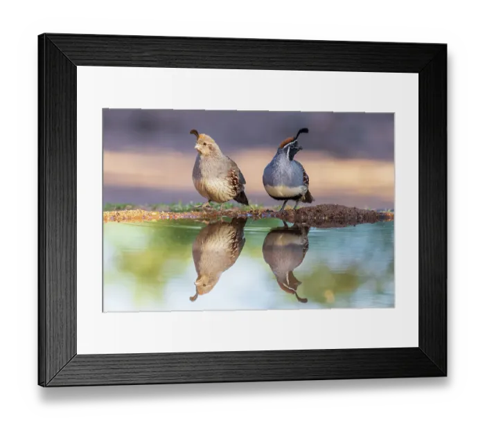Framed Print : Gambel's Quail male and female at water, Pima County, Arizona