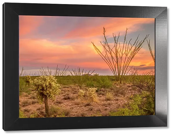 USA, Arizona, Santa Cruz County. Sunset on desert landscape