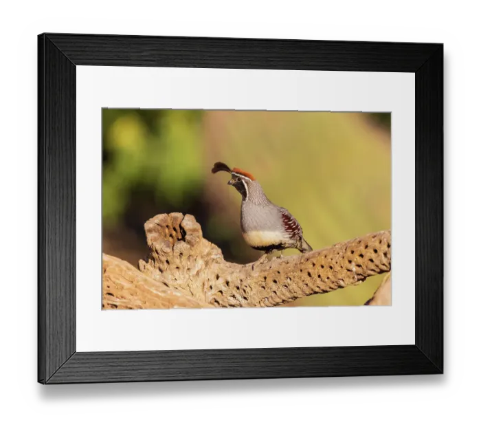 Framed Print : Gambel's Quail male, Pima County, Arizona Framed Print : Gambel's Quail male, Pima County, Arizona