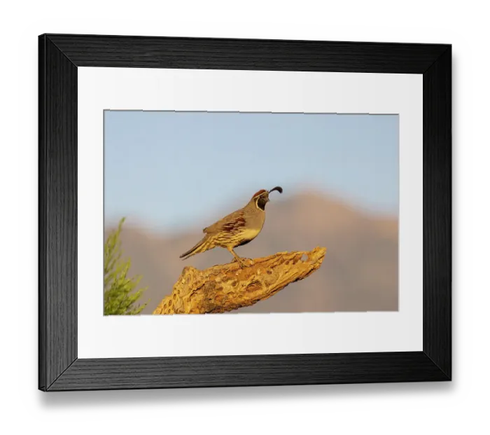 Framed Print : Gambel's Quail male, Pima County, Arizona Framed Print : Gambel's Quail male, Pima County, Arizona
