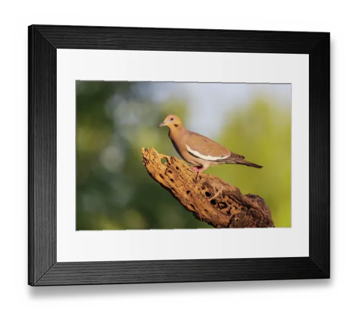 Framed Print : White-winged Dove, Pima County, Arizona Framed Print : White-winged Dove, Pima County, Arizona