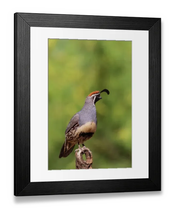 Framed Print : Gambel's Quail male, Pima County, Arizona Framed Print : Gambel's Quail male, Pima County, Arizona