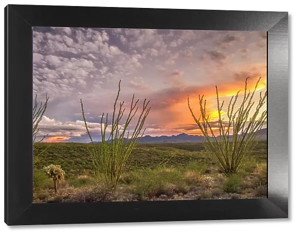 USA, Arizona, Santa Cruz County. Sunset on desert
