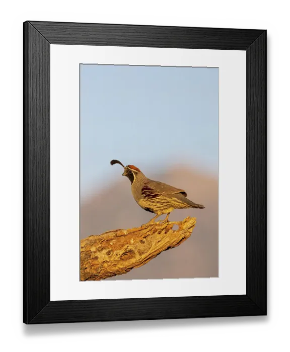 Framed Print : Gambel's Quail male, Pima County, Arizona Framed Print : Gambel's Quail male, Pima County, Arizona
